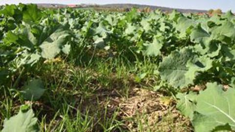 Des graminées sont toujours visibles dans les colzas. (©Terres Inovia)
