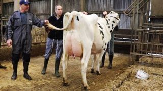 Une sélection génétique basée sur la solidité laitière au Gaec Cabon (29) Une sélection génétique basée sur la solidité laitière au Gaec Cabon (29)
