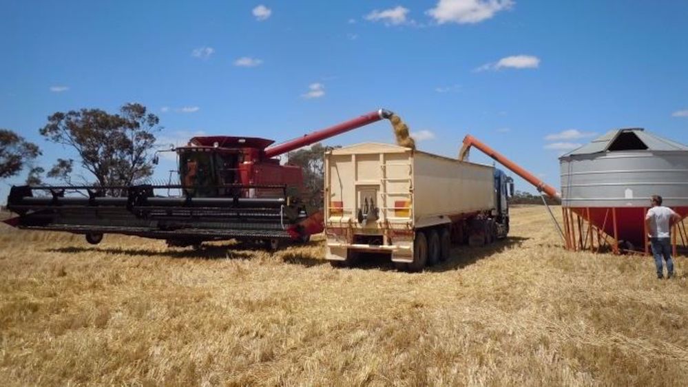 Les pluies continuent de perturber les travaux de récoltes de canola et blé en Australie, notamment au sud-est. (©Terre-net Média)