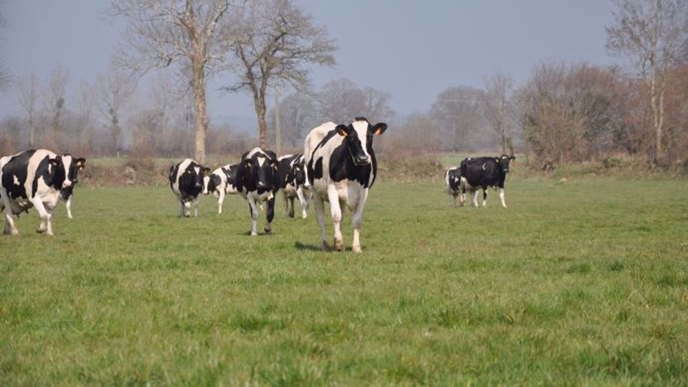 Le plan d'éradication de la BVD en Suisse est rentable puisqu'il rapporte 38 millions d'euros de bénéfices. (©Terre-net Média)