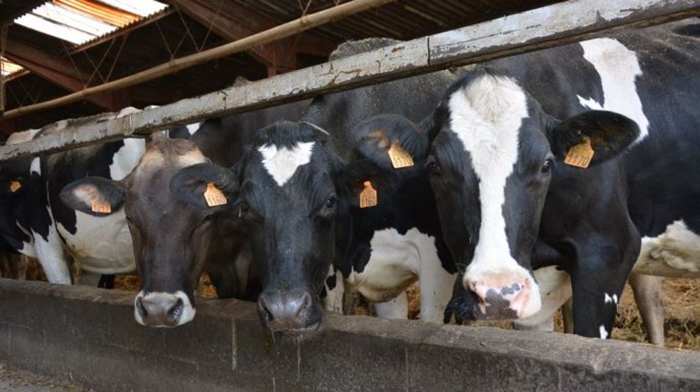 Selon l'étude, plus la quantité de lin ingérée par la vache est élevée et plus la production de lait augmente. (©Terre-net Média)