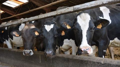 Selon l'étude, plus la quantité de lin ingérée par la vache est élevée et plus la production de lait augmente. (©Terre-net Média)