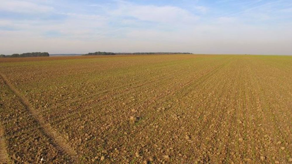 « Les levées se font sans difficulté et la plante devient suffisamment autonome pour trouver l’humidité dont elle a besoin », explique Jean-Charles Deswarte d'Arvalis-Institut du végétal. (©Terre-net Média)