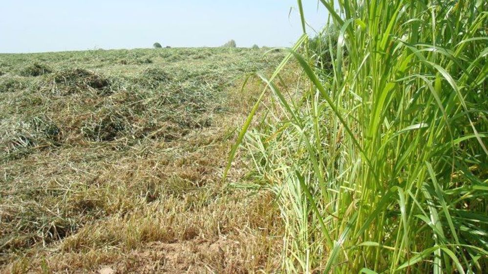 La conduite des surfaces fourragères nécessite une certaine organisation pour une bonne productivité. (©Gnis)