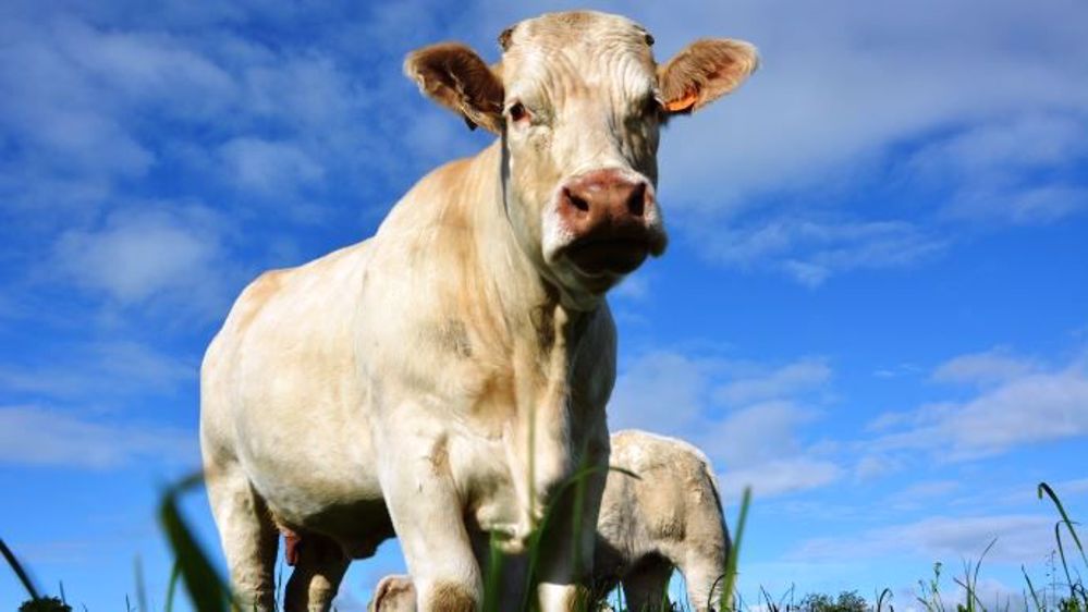 L'institut de l'élevage organise des formations sur la génétique des bovins allaitants. (©Terre-net Média)