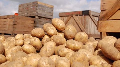 Plusieurs solutions existent pour protéger les tubercules de la germination au stockage. (©Nicole Cornec/Arvalis)