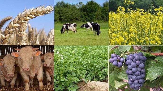 Si certains secteurs agricoles reprennent pied en 2017, comme les céréales, le lait ou la viande, l'année n'a pas été bonne pour la viticulture et les pommes de terre. (©Terre-net Média)