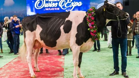 Qui succédera à DH Gold Chip Darling, la grande championne Holstein de Swiss'expo 2017 ? (©Swiss'expo) Qui succédera à DH Gold Chip Darling, la grande championne Holstein de Swiss'expo 2017 ? (©Swiss'expo)
