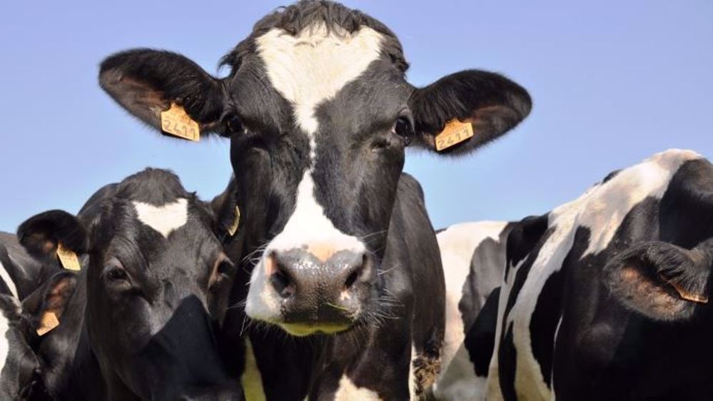 L'entreprise Biopic a été récompensée pour ses capteurs connectés permettant de suivre la santé et la reproduction des vaches laitières. (©Terre-net Média)
