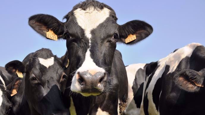 L'entreprise Biopic a été récompensée pour ses capteurs connectés permettant de suivre la santé et la reproduction des vaches laitières