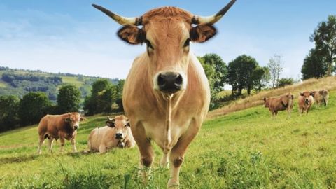 La vache aubrac, rustique et facile à élever, a son berceau dans le sud du Massif Central (©Sia18) La vache aubrac, rustique et facile à élever, a son berceau dans le sud du Massif Central (©Sia18)