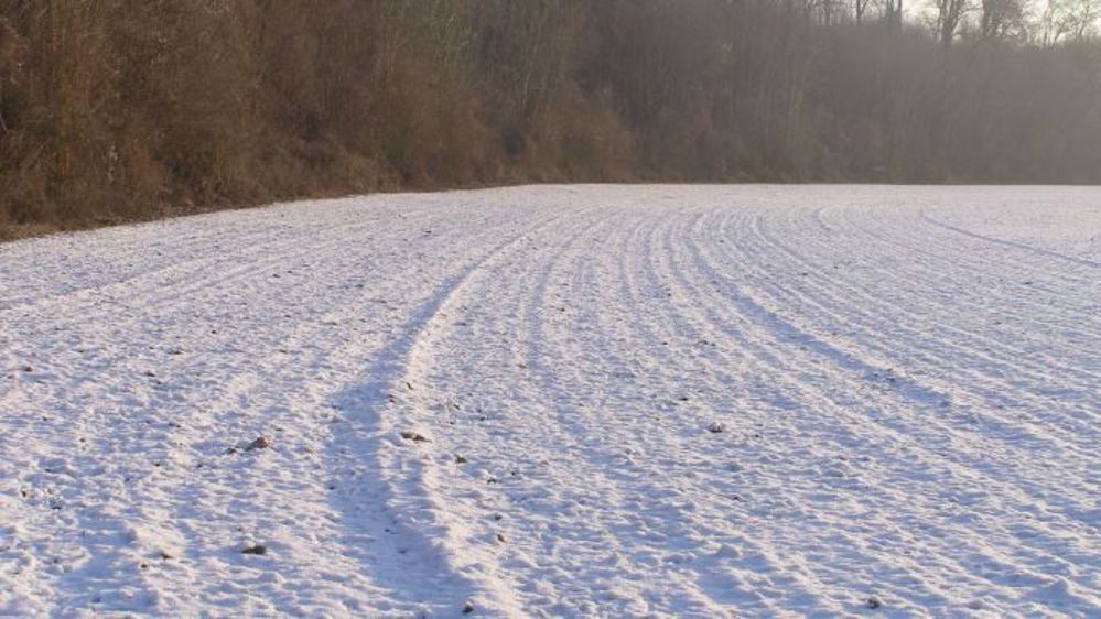 Une grande partie de la Russie n'est pas couverte par la neige, si le gel venait à s'installer, les cultures pourraient en pâtir. (©Terre-net Média)