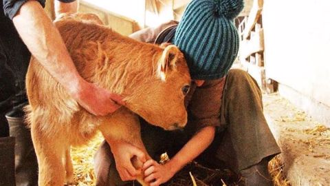Elle rêvait petite de soigner les animaux mais est finalement tombée de haut. « Chaleur de bête et froid de canard » est le récit du quotidien d'une vétérinaire rurale. (©Dominique Lange) Elle rêvait petite de soigner les animaux mais est finalement tombée de haut. « Chaleur de bête et froid de canard » est le récit du quotidien d'une vétérinaire rurale. (©Dominique Lange)
