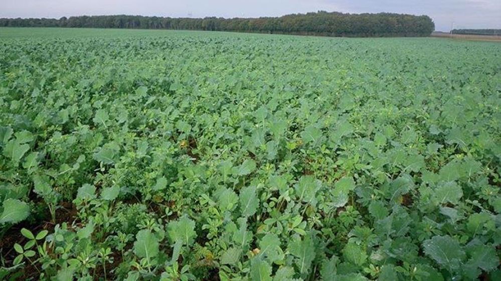 La rotation colza-blé-orge connaît des difficultés dans la gestion des adventices (©Arvalis)