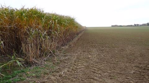 Semé sur une largeur de trois mètres minimum, le miscanthus se révèle efficace contre l’érosion des sols dès la 2e année suivant son installation. (©Terre-net Média) 