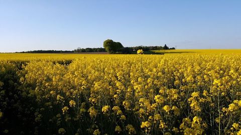 La filière oléagineuse est confrontée à la nouvelle réglementation sur les énergies renouvelables. (©Terre-net Média) La filière oléagineuse est confrontée à la nouvelle réglementation sur les énergies renouvelables. (©Terre-net Média)