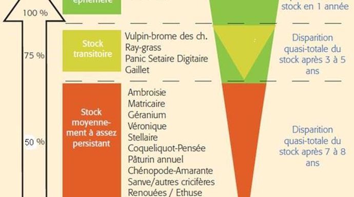 Schéma montrant l'effet d'un labour en fonction du TAD du stock semencier