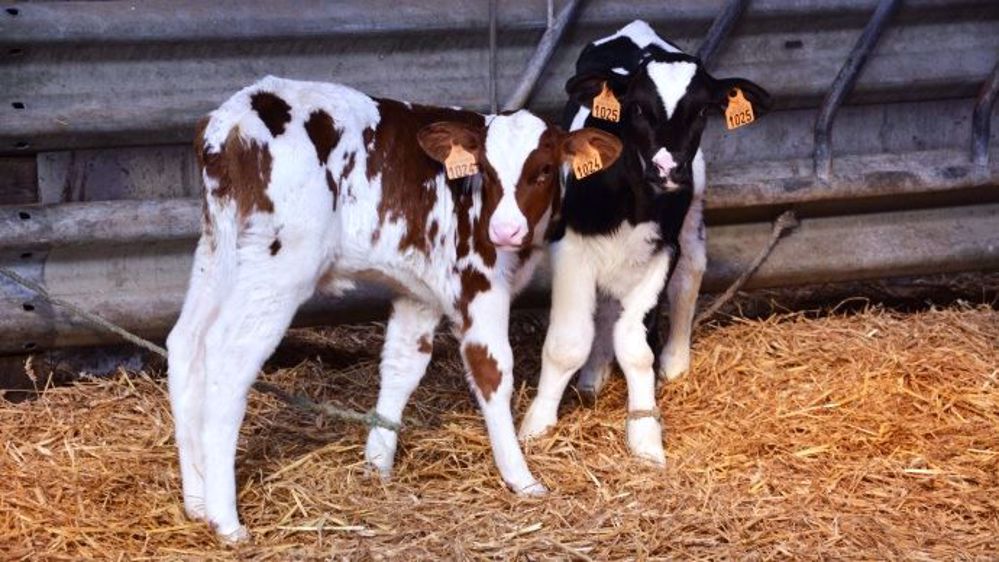 En attribuant deux veaux à une seule et même vache, les éleveurs néerlandais protègent le statut de leurs génisses et restent en dessous du quota d'animaux imposé. (©Terre-net Média)