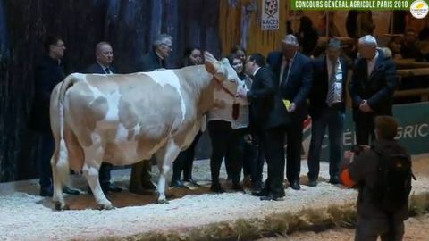 Daphnée, grande championne de la race Simmental. (©Sia 2018) 