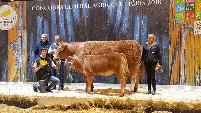 Illary, championne de la race limousine.