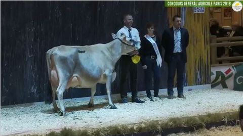Eglantine, la championne du concours Jersiaise. (©Sia 2018) 