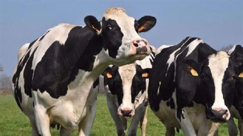 Les eurodéputés réclament des réponses quant aux mesures prises pour les fermes néerlandaises ayant fraudé mais aussi quant à la dérogation nitrates dont bénéficie le pays. (©Terre-net Média)