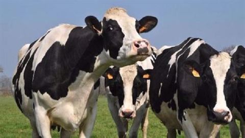 Les eurodéputés réclament des réponses quant aux mesures prises pour les fermes néerlandaises ayant fraudé mais aussi quant à la dérogation nitrates dont bénéficie le pays. (©Terre-net Média) Les eurodéputés réclament des réponses quant aux mesures prises pour les fermes néerlandaises ayant fraudé mais aussi quant à la dérogation nitrates dont bénéficie le pays. (©Terre-net Média)