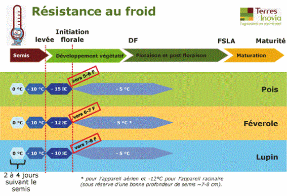 Résistance au froid des protéagineux d'hiver