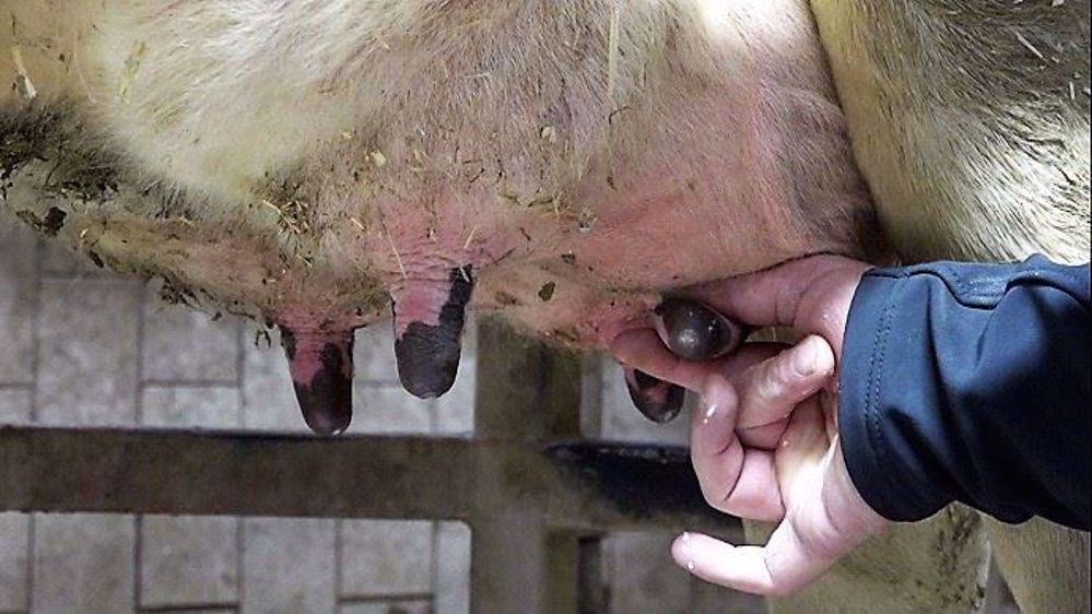 Pour réduire l'utilisation des antibiotiques au tarissement, il faut penser à réformer les vaches infectées chroniques, les hautes en cellules et celles aux trayons abîmés. (©Terre-net Média)