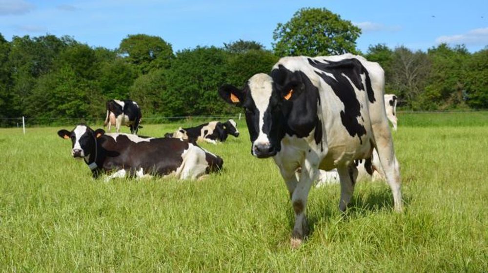 Le lait de C'est qui le patron est notamment garanti issu de vaches nourries sans OGM. (©Terre-net Média)