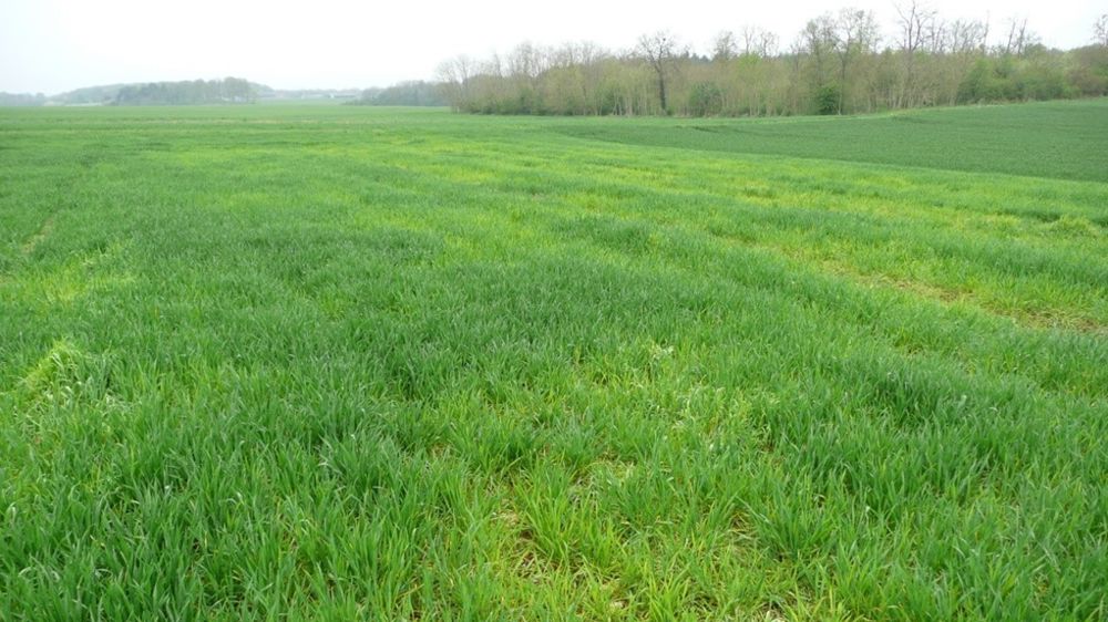 Pour une carence en soufre, les zones atteintes sont réparties en foyers et parfois par bandes, correspondant au recoupement de passages pour l'épandage d'azote car les zones surfertilisées en azote extériorisent en premier la carence.