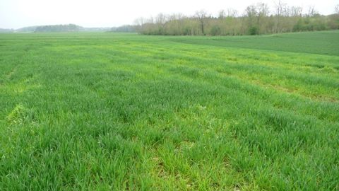 Pour une carence en soufre, les zones atteintes sont réparties en foyers et parfois par bandes, correspondant au recoupement de passages pour l'épandage d'azote car les zones surfertilisées en azote extériorisent en premier la carence.