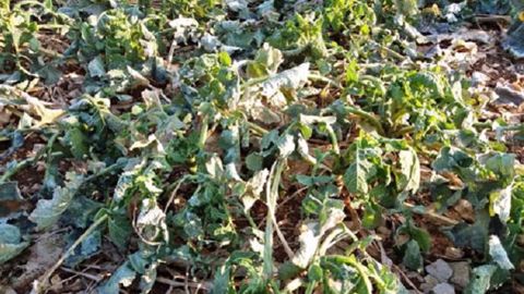 Certains facteurs peuvent aggraver l’impact des températures très froides sur les colzas. (©Terres Inovia)