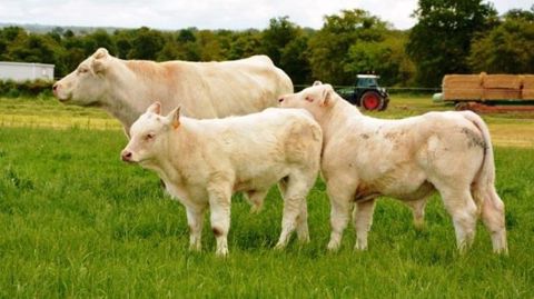 Interbev et Inaporc ambitionnent, dans le cadre du plan de filières, de doubler la production de viandes biologiques, pour mieux satisfaire la demande des consommateurs. (©Terre-net Média) Interbev et Inaporc ambitionnent, dans le cadre du plan de filières, de doubler la production de viandes biologiques, pour mieux satisfaire la demande des consommateurs. (©Terre-net Média)