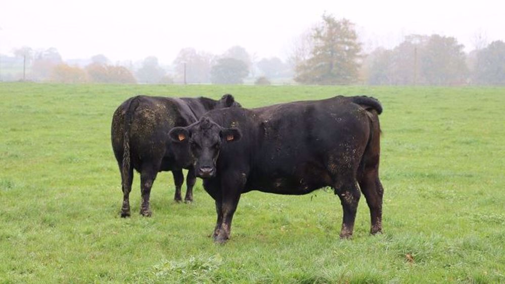 En explorant le génome des bovins, les chercheurs ont découvert les régions d'ADN qui expliquent la taille réduite des animaux de races Angus, Hereford et Belted Galloway. (©Terre-net Média)