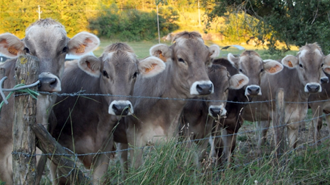 Dans le cadre de l'assemblée générale BGS, visitez un élevage de 75 vaches brunes en Vendée. (©BGS) Dans le cadre de l'assemblée générale BGS, visitez un élevage de 75 vaches brunes en Vendée. (©BGS)