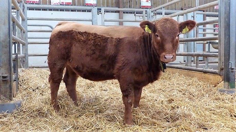 Les premières génisses Stabiliser sont arrivées en France fin 2017 à la station Elitest d'Épinal. (©Bovinext)