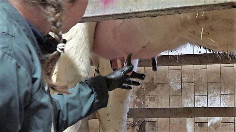 Le port des gants pour la traite permet de réduire les contaminations entre les animaux (mammites) et entre le troupeau et le trayeur. (©Terre-net Média)