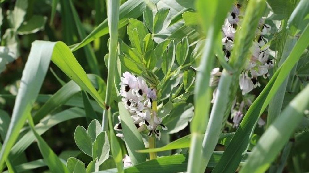 Le méteil doit être rentable en conjuguant valeurs alimentaires et rendement sans pénaliser le maïs qui suivra (©Terre-net Média)