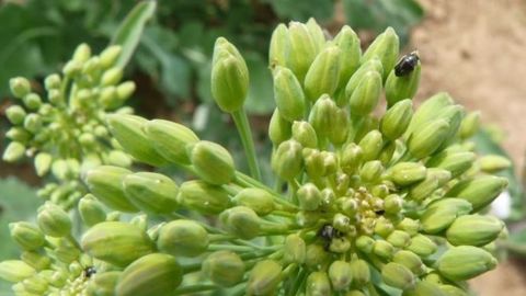 « Le colza est capable de compenser des pertes de boutons sur ses ramifications secondaires lorsqu’il est vigoureux et situé dans un milieu favorable ». (©Terre-net Média) « Le colza est capable de compenser des pertes de boutons sur ses ramifications secondaires lorsqu’il est vigoureux et situé dans un milieu favorable ». (©Terre-net Média)