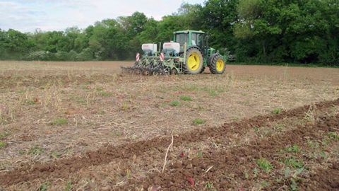 Il est préférable de dissocier le semis de la culture du passage de strip-till. (©Arvalis-Institut du végétal) Il est préférable de dissocier le semis de la culture du passage de strip-till. (©Arvalis-Institut du végétal)