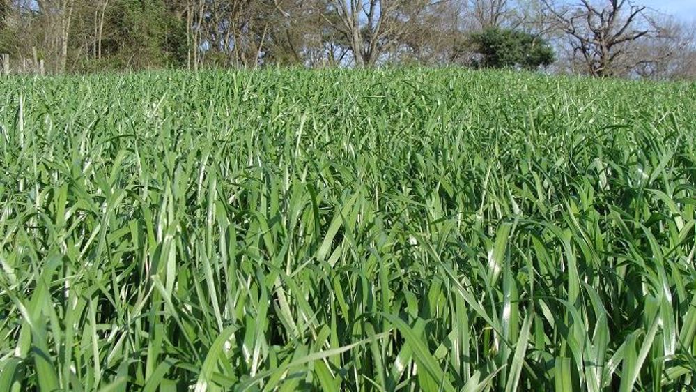 Le semencier Jouffray-Drillaud sort trois nouvelles variétés de RGI : Mixy, Atoll et Melistar. (©Jouffray-Drillaud)