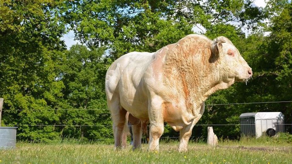 Pour cette première vente aux enchères de reproducteurs charolais en ligne, le Herd book propose une gamme junior (moins de 18 mois) et une gamme senior (18 mois et plus). (©Terre-net Média)