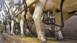 La Fnab et l'OP Lait bio de France encouragent les éleveurs conventionnels à s'orienter vers la conversion à l'agriculture biologique afin de répondre à la demande des consommateurs. (©Terre-net Média) La Fnab et l'OP Lait bio de France encouragent les éleveurs conventionnels à s'orienter vers la conversion à l'agriculture biologique afin de répondre à la demande des consommateurs. (©Terre-net Média)