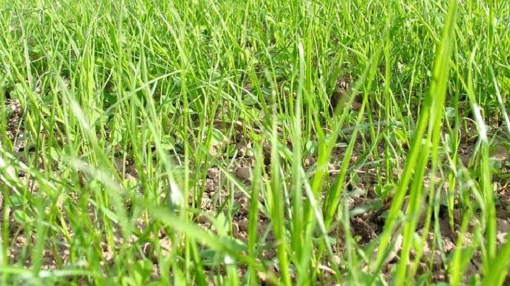 L'enrobage Hydro des semences fourragères Schweizer permet de sécuriser la levée. (©Schweizer)