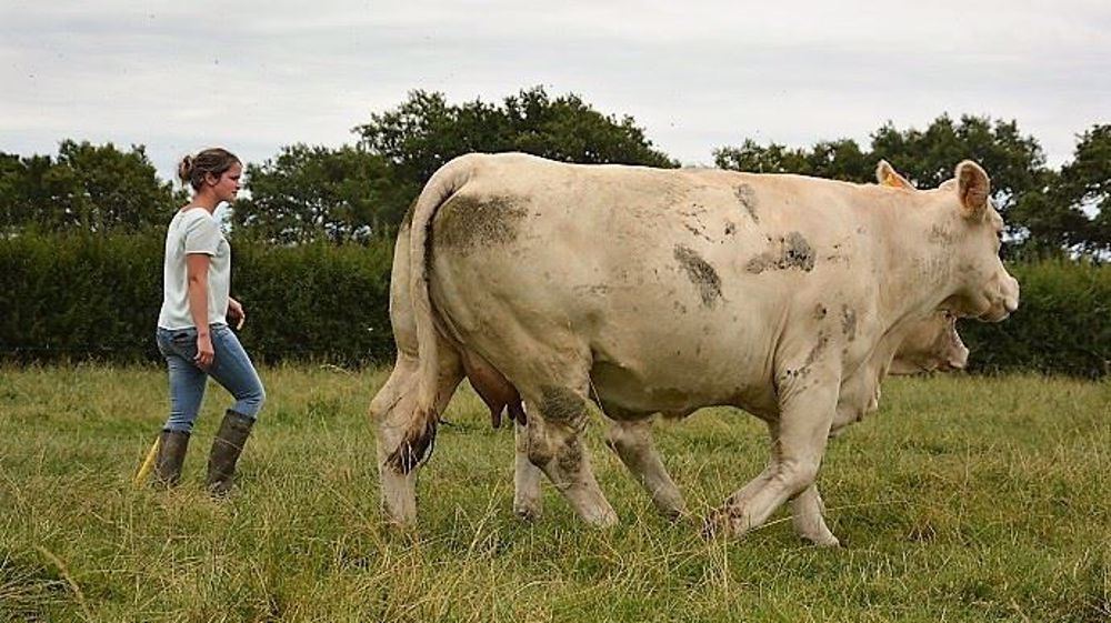 D'après les derniers chiffres de la MSA, 508 000 femmes sont actives en agriculture. Elles sont également nombreuses à travailler dans le para-agricole. (©Terre-net Média)