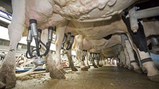 Dans les prochains mois, la France va confirmer sa place de deuxième producteur de lait bio en Europe, non loin derrière l'Allemagne. (©Watier Visuels) Dans les prochains mois, la France va confirmer sa place de deuxième producteur de lait bio en Europe, non loin derrière l'Allemagne. (©Watier Visuels)