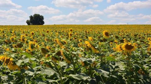 Retrouvez les grands rendez-vous de la culture du tournesol sur ce guide. (©Terre-net Média) Retrouvez les grands rendez-vous de la culture du tournesol sur ce guide. (©Terre-net Média)