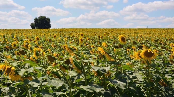 Champ de tournesols