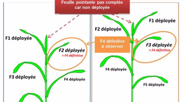 Situer la feuille d'observation des symptômes de septoriose pour décider d'une intervention